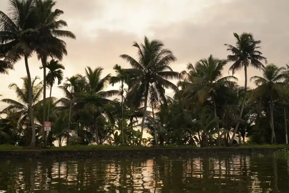 Sunset behind palms over the Kerala backwaters