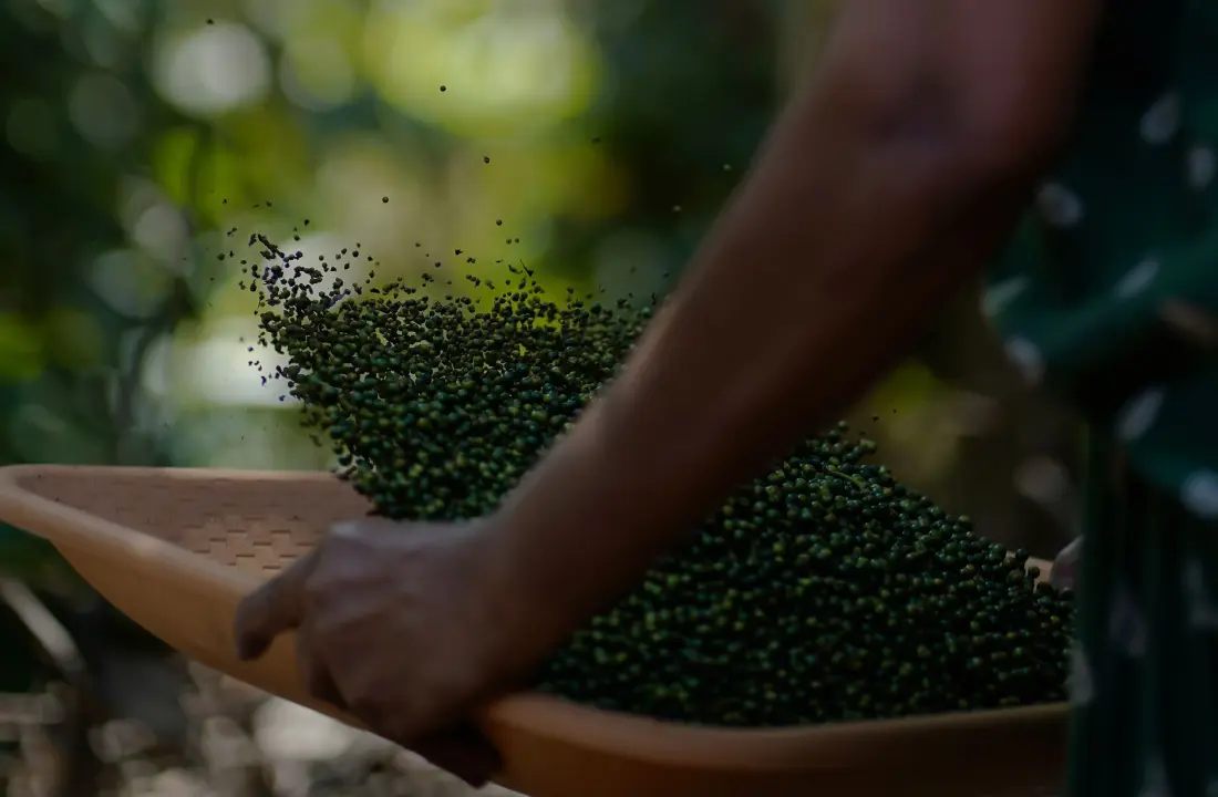 Spice harvest in the Kerala hills