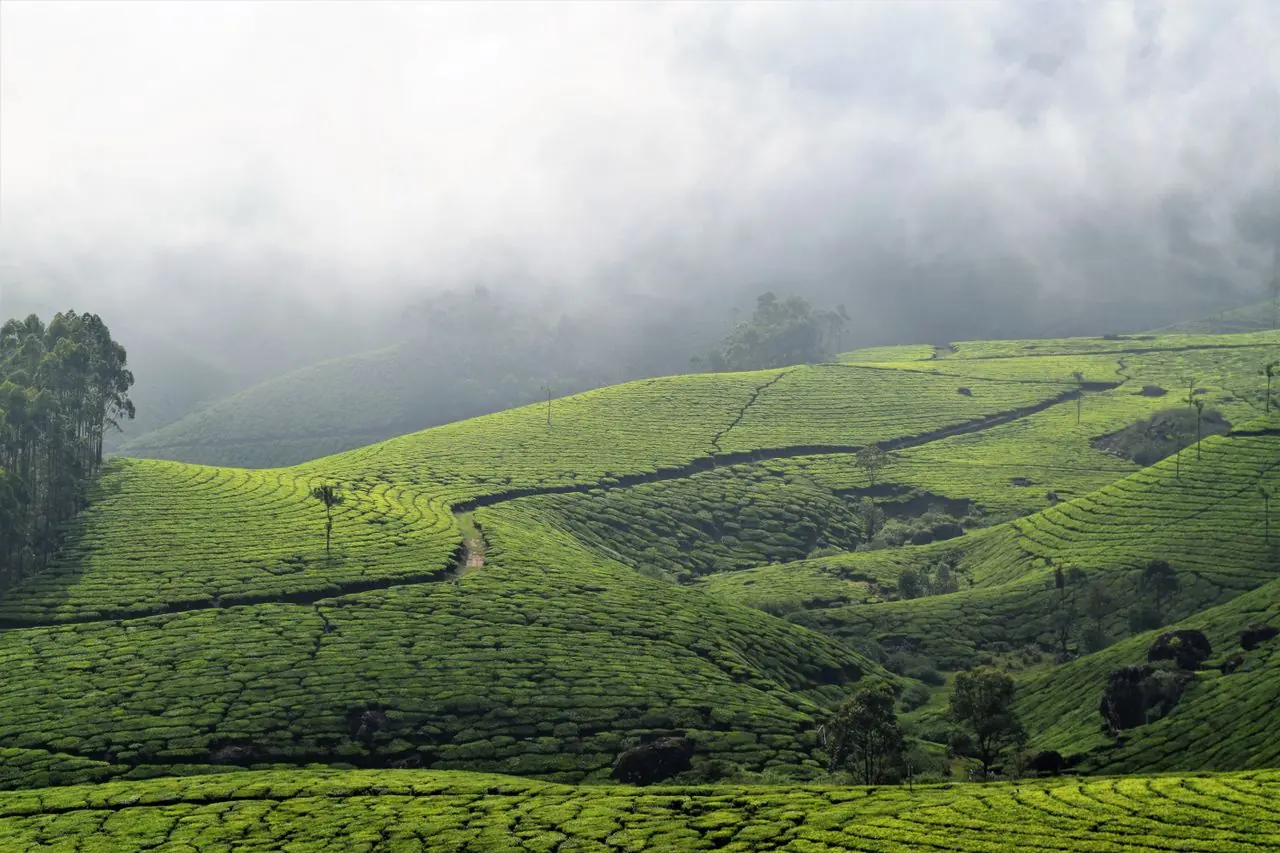 Rolling green tea plantations on the hills of Munnar, Kerala