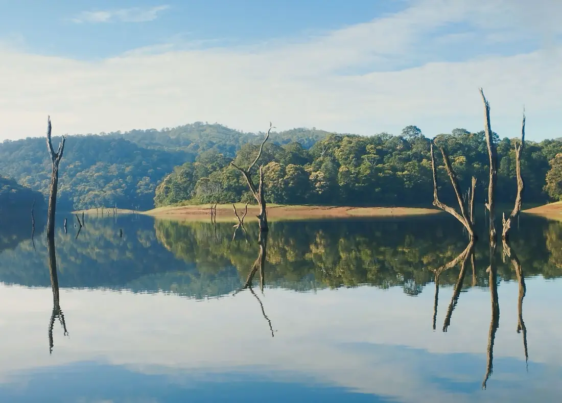 Periyar lake at Thekkady with its drowned forest