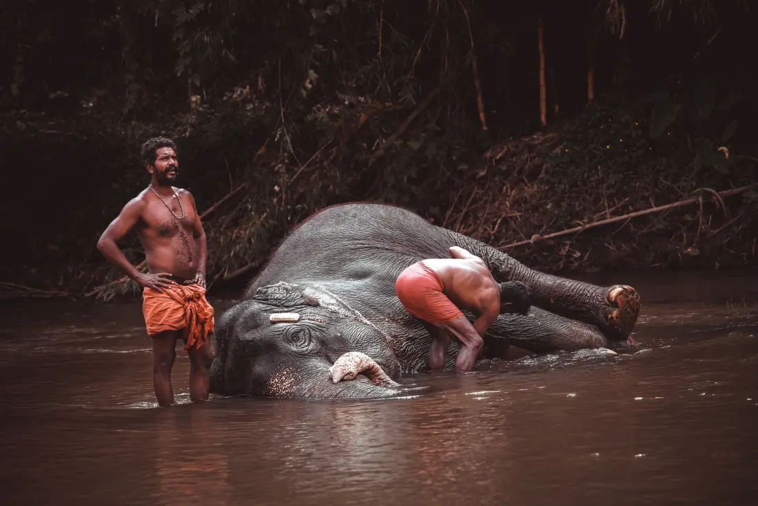 An elephant bathing near Thekkady
